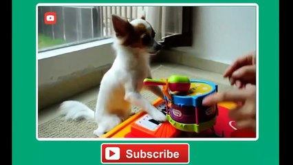 Funny Pets - AFV Musical Compilation - AFV - America's Funniest Home Videos
