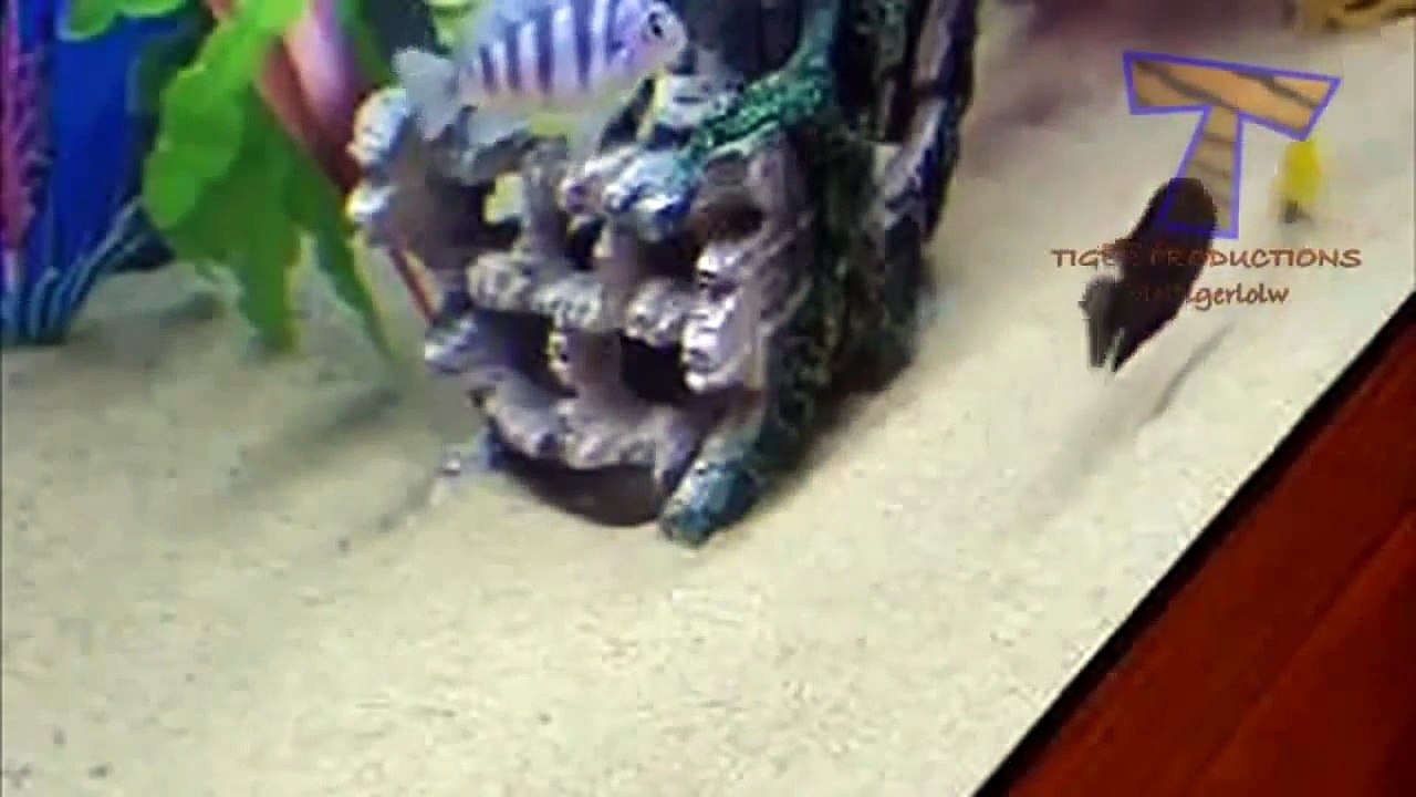 Funny Pets Chasing Laser Pointers Part 1 - Crazy Cats, Crazy Dogs, Funniest Animals, Kitty Cats