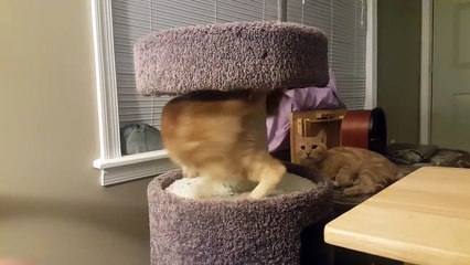 Un chat découvre un "jouet en peluche" traînant devant lui, mais il ne comprend pas à temps ce que c'est réellement... h