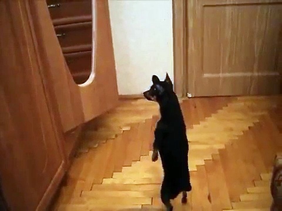 very angry little dog ))