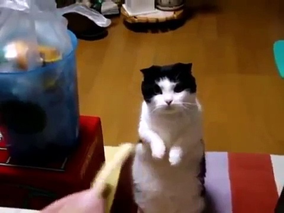 very sweet cat asks to eat