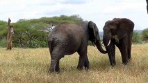 Elephants for Kids - Elg - African Animals