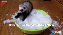 Ferret flips out at the sight of snow--JXFQBaiRP