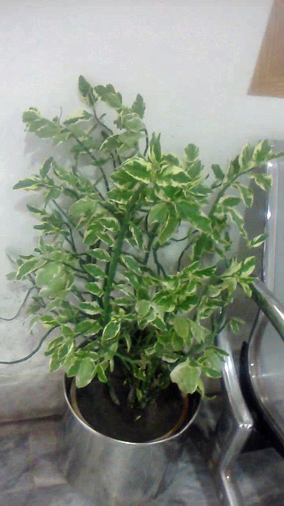 Indoor plant