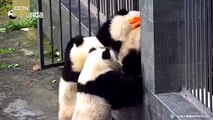 Ces pandas tentent une évasion... Trop drole