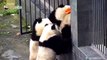Ces pandas tentent une évasion... Trop drole