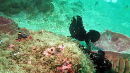 Poisson-grenouille filmé au large de Bali... Incroyable
