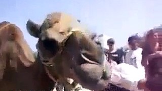 Camel New Funny Video 2021