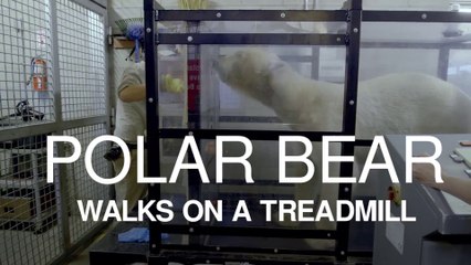 サンディエゴ動物園のタキークが生態の基礎データ収集に協力 (May.9 2017)