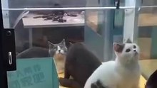They put cats in a game with a plush
