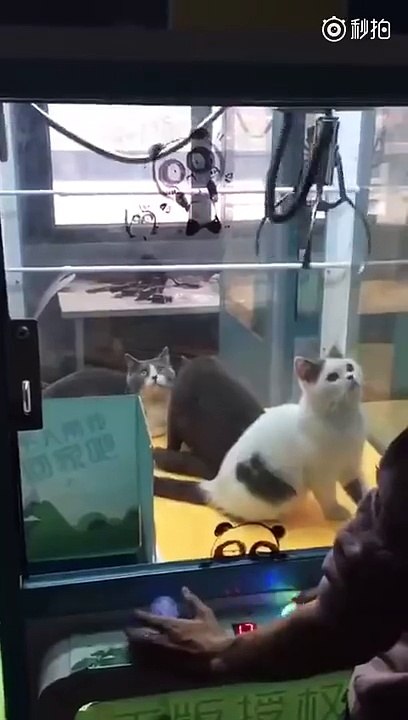 They put cats in a game with a plush