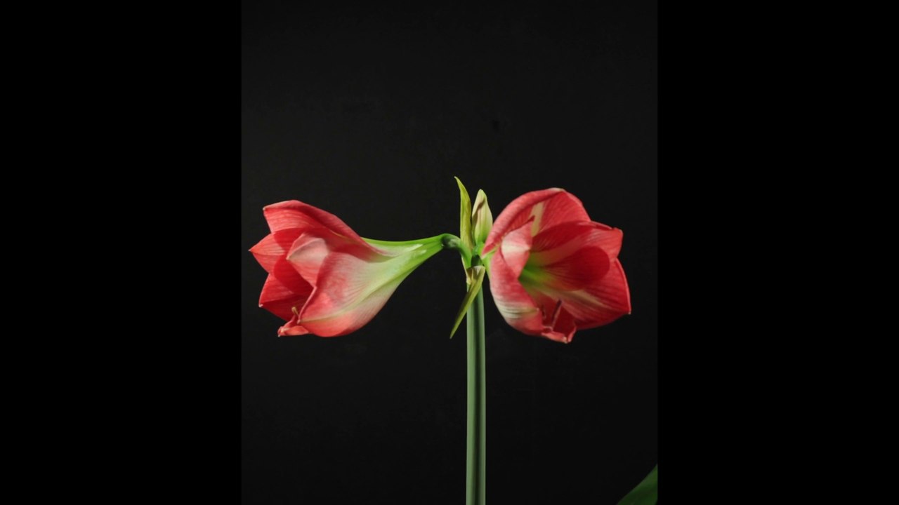 how a flower grows in fast forward
