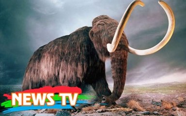 Truy tìm "vương quốc" cuối cùng của voi ma mút trước khi tận diệt