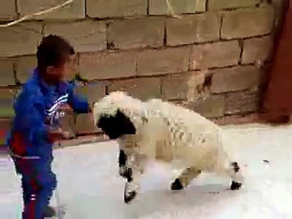 funny video 2017