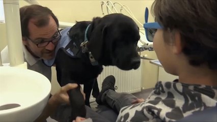 هذا الصباح-كلاب مدربة لتسلية أطفال التوحد بعيادة الأسنان