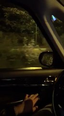 Une biche aux abords du Docks Bruxsel