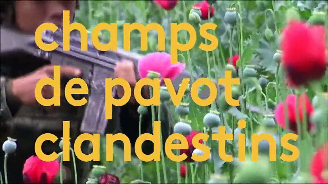 Mexique, les fleurs du mal