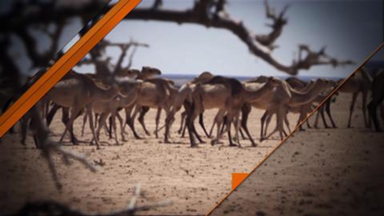 Post Script - Catherine Soi - Somaliland promo