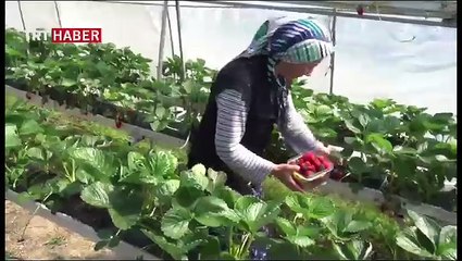 'Topraksız Çilek Yetiştiriciliği Projesi' çiftçilerin yüzünü güldürdü