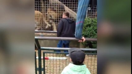 Hombre borracho desafía cara a cara a leones