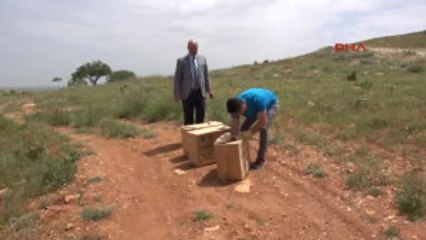 Şanlıurfa'da Tedavi Edilen Kuşlar Doğaya Salındı