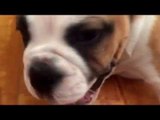 LOL Bulldog Puppy Goes After Dog in Mirror