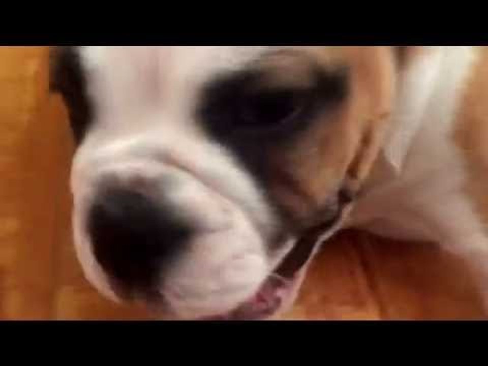 LOL Bulldog Puppy Goes After Dog in Mirror