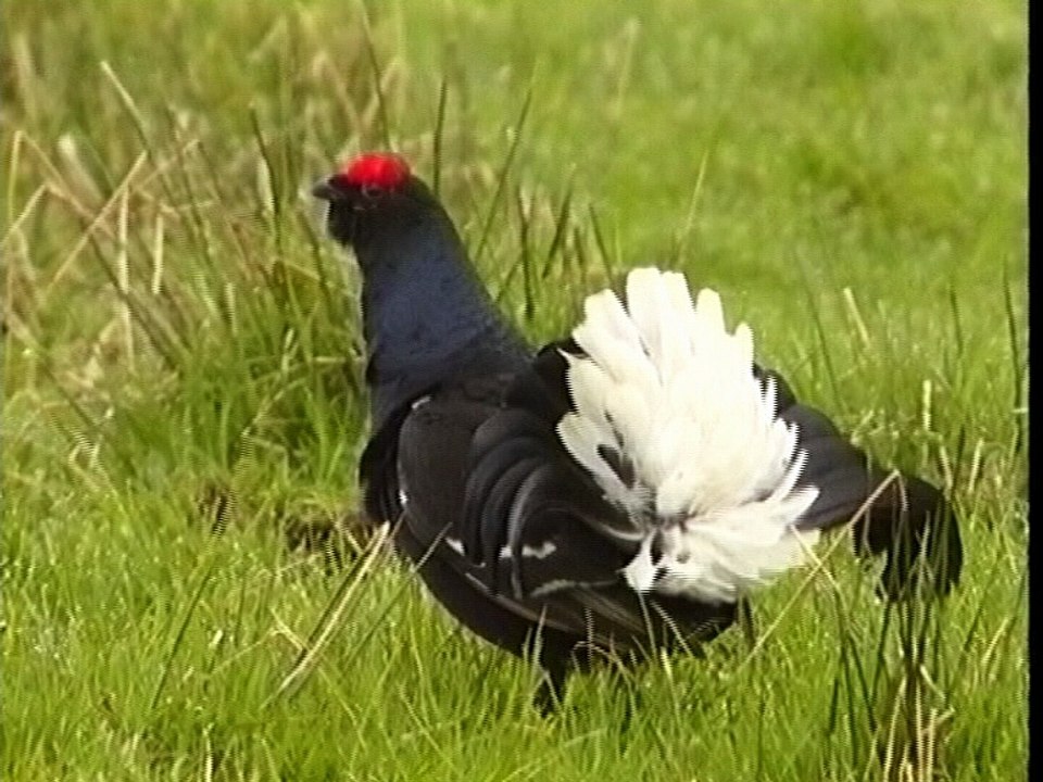Coq de bruyère