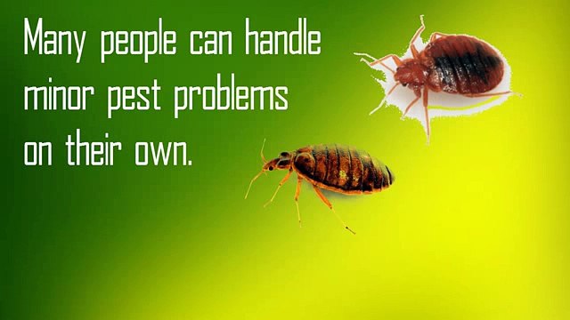 Choose service For Rodent Extermination