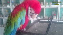 Ara (Macaw) Papağanın Gücü...!
