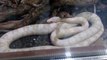Beyaz Mısır Yılanı - Elaphe Guattata