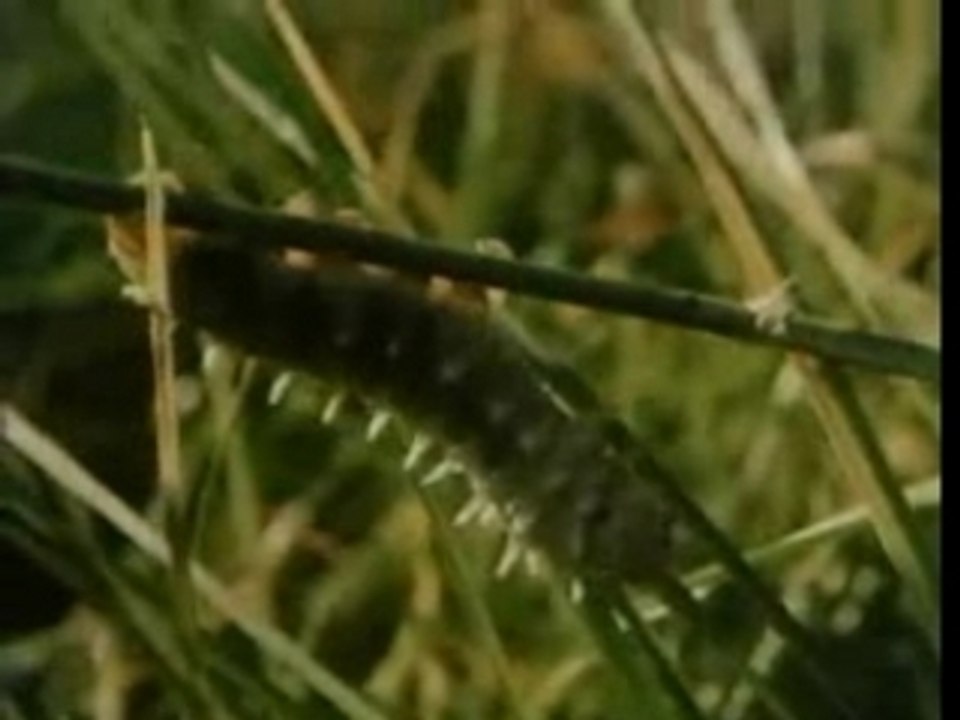 le Parisien: les insectes