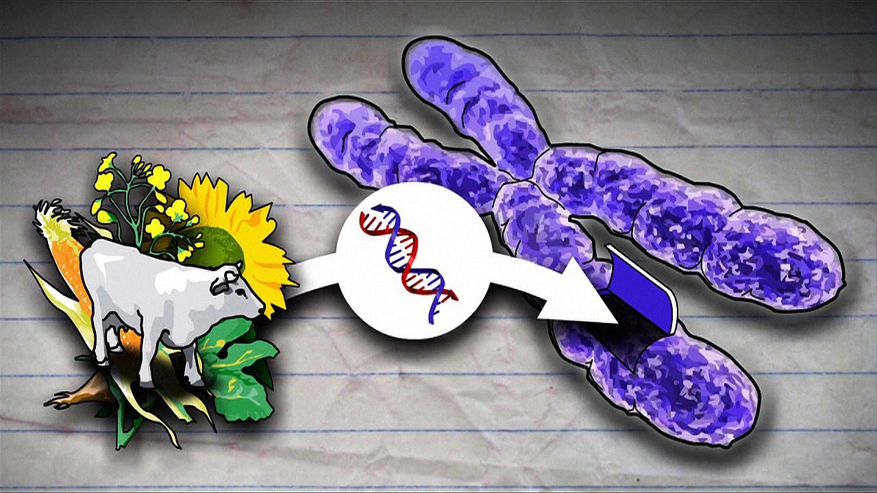 Genetic modification
