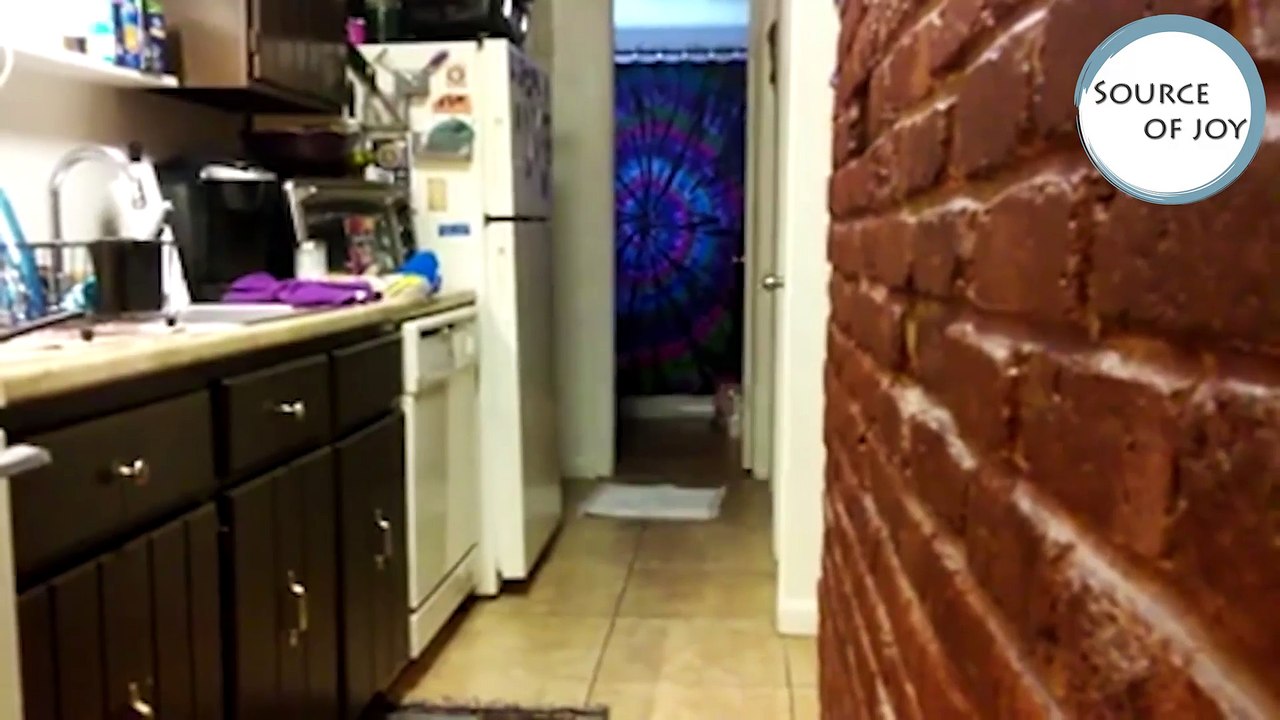 Funniest Animal Home Video Bloopers & Outtakes January 2017