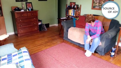 Dogs vs. Couches Fail Compilation  Cutest Animals 2016