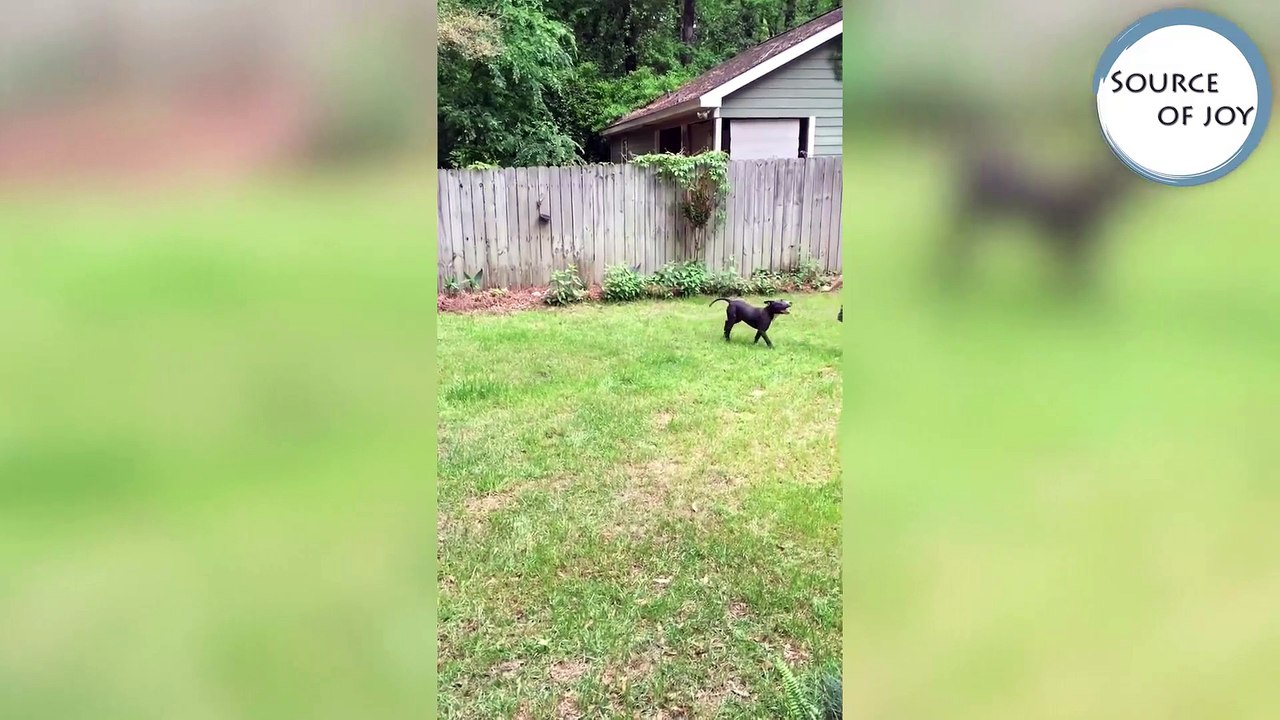 Funniest Animal Clips, Outtakes & Bloopers of December 2016 Weekly Compilation