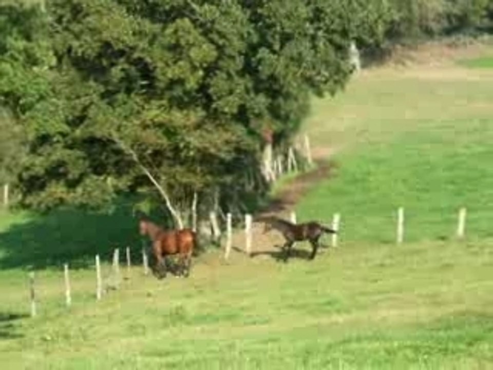 poulain par Mylord carthago