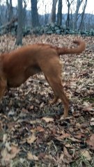 Dog boarding hike in the woods - Shepherd and Grey Daycare and Guesthouse