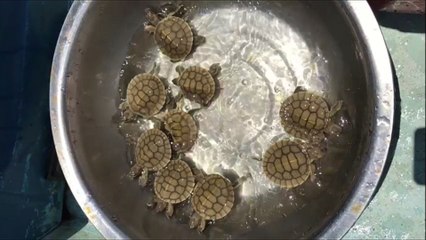 Naissance de 9 tortues royales en voie d'extinction