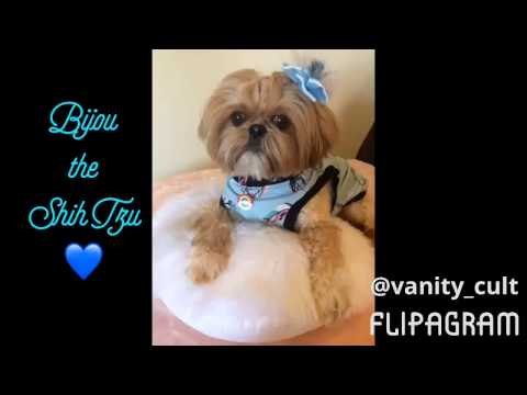 Beautiful Shih Tzu Gets Her Hair Braided