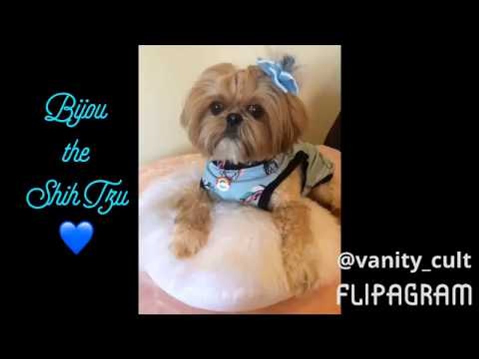 Beautiful Shih Tzu Gets Her Hair Braided