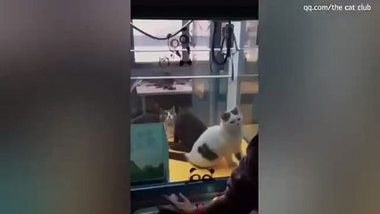 Des clients jouent à la machine à pince avec des chats vivants enfermé dedans en Chine