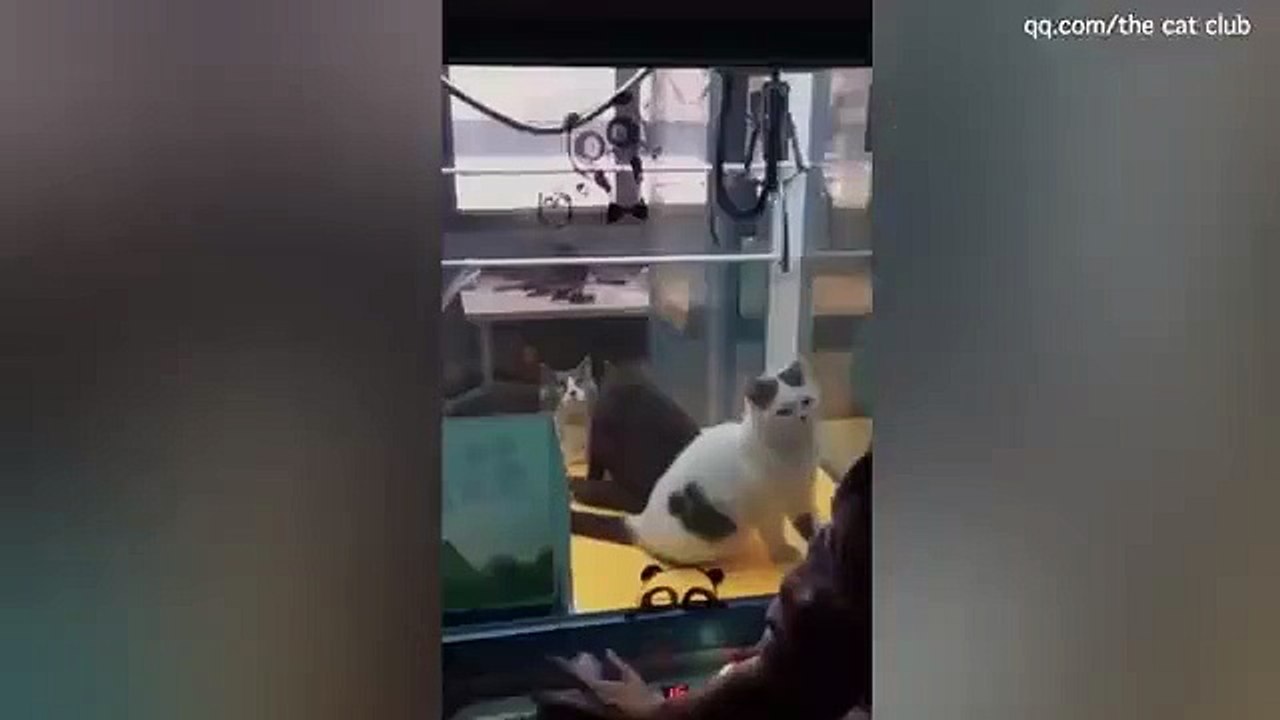 Des clients jouent à la machine à pince avec des chats vivants enfermé dedans en Chine