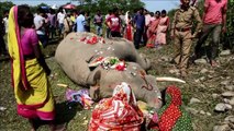 Inde: un éléphant tué par un train près de Siliguri