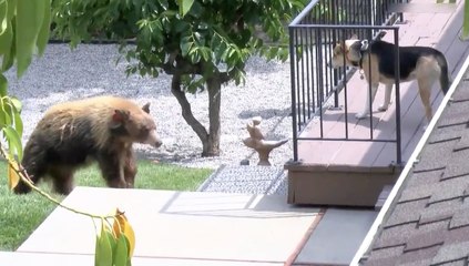 Un chien chasse un ours de sa propriété à Bradbury en Californie
