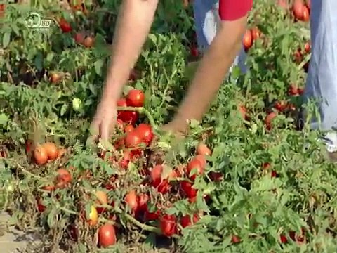 How It's Made Canned Tomatoes