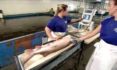 How It's Made Farmed Caviar