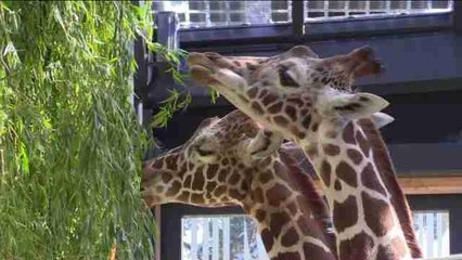 El zoo de Viena inaugura su nuevo recinto para jirafas con dos ejemplares