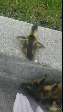 Aider des bébés canards à monter le trottoir !
