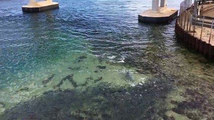 Des dauphins nagent dans un banc de poissons.. AU SECOURS !!